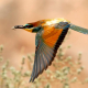 Arıkuşu - Merops apiaster - European Bee-eater