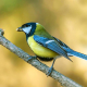 Büyük Baştankara - Parus major