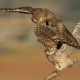 Kukumav - Athene noctua - Little Owl