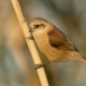 Çulha Kuşu - Remiz pendulinus - Penduline Tit