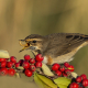 Mavigerdan - Luscinia svecica - Bluethroat