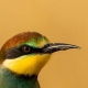 Arıkuşu - Merops apiaster - European Bee-eater