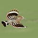 İbibik - Eurasian Hoopoe - Upupa epops