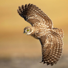 Kukumav - Athene noctua - Little Owl