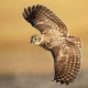 Kukumav - Athene noctua - Little Owl