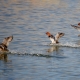 Elmabaş patka - Common Pochard - Aythya ferina