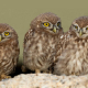 Kukumav - Athene noctua - Little Owl