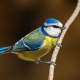 Mavi baştankara - Cyanistes caeruleus - Eurasian Blue Tit