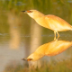 Alaca balıkçıl - Ardeola ralloides - Squacco Heron
