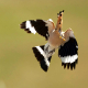 İbibik - Eurasian Hoopoe - Upupa epops
