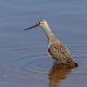 Bataklık düdükçünü - Tringa stagnatilis - Marsh Sandpiper