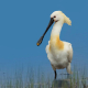 Kaşıkçı - Platalea leucorodia - Eurasian spoonbill