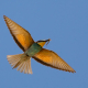 Arıkuşu - Merops apiaster - European Bee-eater