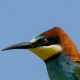 Arıkuşu - Merops apiaster - European Bee-eater