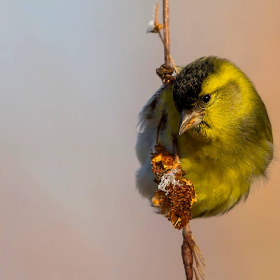 Karabaşlı iskete - Spinus spinus - Eurasian Siskin
