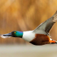 Kaşıkgaga - Anas clypeata - Northern Shoveler
