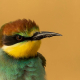 Arıkuşu - Merops apiaster - European Bee-eater
