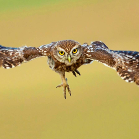 Kukumav - Athene noctua - Little Owl
