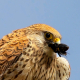 Kerkenez - Falco tinnunculus - Common kestrel