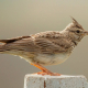 Tepeli toygar - Galerida cristata - Crested Lark