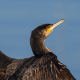 Karabatak - Phalacrocorax carbo - Great cormorant