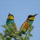 Arıkuşu - Merops apiaster - European Bee-eater