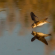 Kum kırlangıcı - Riparia riparia - Sand Martin