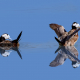 Dikkuyruk - Oxyura leucocephala - White-headed Duck