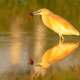 Alaca balıkçıl - Ardeola ralloides - Squacco Heron
