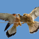 Kerkenez - Falco tinnunculus - Common kestrel