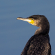 Karabatak - Phalacrocorax carbo - Great cormorant