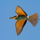 Arıkuşu - Merops apiaster - European Bee-eater