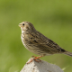 Tarla kirazkuşu - Corn Bunting - Emberiza calandra