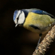 Mavi baştankara - Cyanistes caeruleus - Eurasian Blue Tit