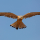 Kerkenez - Falco tinnunculus - Common kestrel