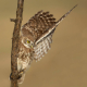 Kukumav - Athene noctua - Little Owl
