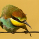 Arıkuşu - Merops apiaster - European Bee-eater