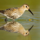 Karakarınlı Kum Kuşu - Calidris alpina - Dublin