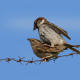 Serçe - Chestnut sparrow