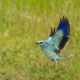 Gökkuzgun - Coracias garrulus