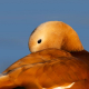 Angıt - Tadorna ferruginea - Ruddy Shelduck