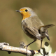 Kızılgerdan - Erithacus rubecula - European Robin