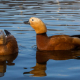 Angıt - Tadorna ferruginea - Ruddy Shelduck