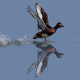 Pasbaş Patka - Ferruginous Duck - Aythya nyroca
