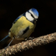 Mavi baştankara - Cyanistes caeruleus - Eurasian Blue Tit
