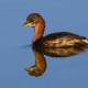 Küçük batağan - Tachybaptus ruficollis - Little Grebe
