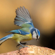 Mavi baştankara - Cyanistes caeruleus - Eurasian Blue Tit