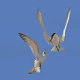 Sumru » Sterna hirundo » Common Tern