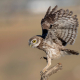 Kukumav - Athene noctua - Little Owl