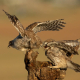Kukumav - Athene noctua - Little Owl